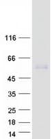 Human FSAP57 / SMU1 Protein (Recombinant Myc-DDK (Flag))