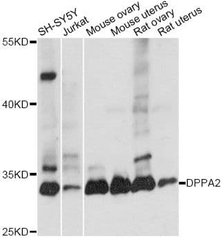 DPPA2 Antibody