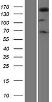 PLCG1 Protein (Over-Expression Lysate Myc-DDK (Flag))