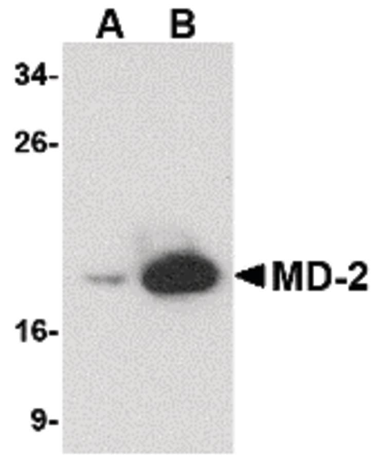 LY96 / MD2 / MD-2 Antibody (clone 9F1B1)
