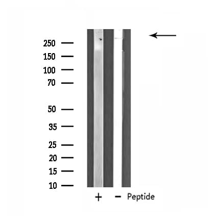 ZNF292 Antibody