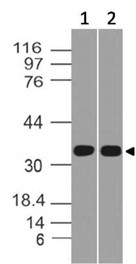 CD275 / B7-H2 / ICOS Ligand Antibody
