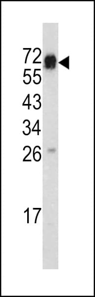 CD105 Antibody (aa380-409)