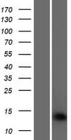 SAMD13 Protein (Over-Expression Lysate Myc-DDK (Flag))
