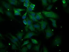 PLEKHA3 Antibody (clone OTI5D11, Carrier-free)