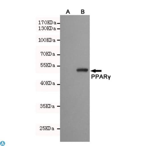 PPARG / PPAR Gamma Antibody