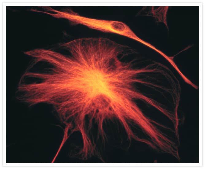 Alpha Tubulin Antibody (clone 236-10501)