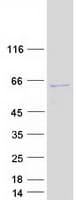 Human GJA8 / CX50 / Connexin 50 Protein (Recombinant Myc-DDK (Flag))