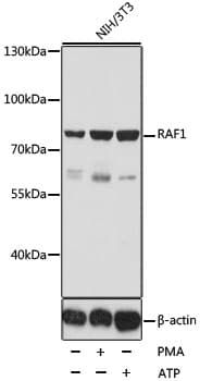 Polyclonal Rabbit anti-Human RAF1 / RAF Antibody (IHC, IF, WB)
