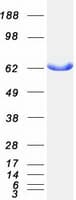 Human AK5 / Adenylate Kinase 5 Protein (Recombinant Myc-DDK (Flag))