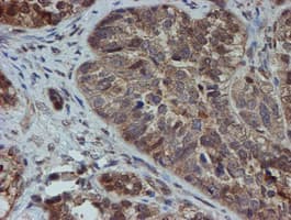SAT2 Antibody (clone OTI2B3)