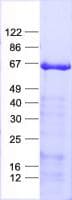 Human SPRING / TRIM9 Protein (Recombinant His, N-Terminal)