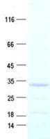 Human RSG1 Protein (Recombinant His, N-Terminal)