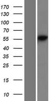 PRIM2 / DNA Primase Protein (Over-Expression Lysate Myc-DDK (Flag))