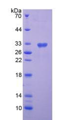 Mouse SEMA7A / Semaphorin 7A Protein (Recombinant His-T7)