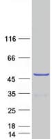 Human DEPTOR / DEPDC6 Protein (Recombinant Myc-DDK (Flag))