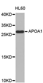 IHC-plus™ APOA1 / Apolipoprotein A 1 Antibody