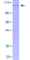 Human SP3 Protein (Recombinant GST)