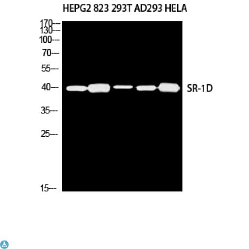 HTR1D / 5-HT1D Receptor Antibody