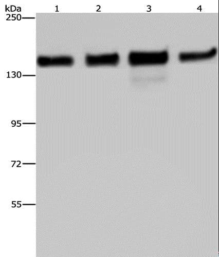 GOLGA2 / GM130 Antibody