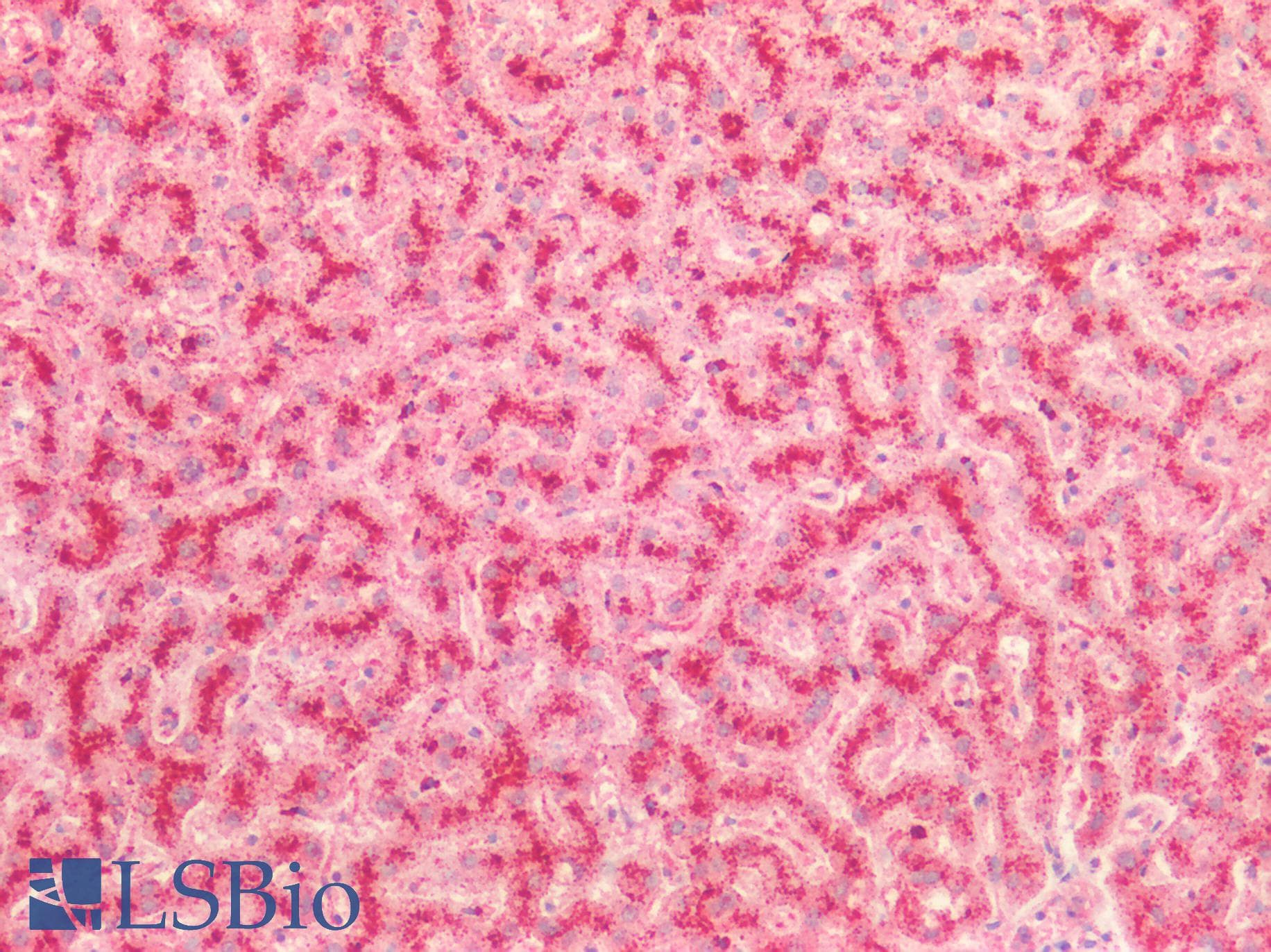 IHC-plus™ Polyclonal Rabbit anti-Human CTSD / Cathepsin D Antibody (IHC, IF, WB)