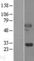 Human KLK14 / Kallikrein 14 Protein (Over-Expression Lysate Myc-DDK (Flag))