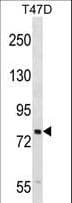 SEL1L Antibody (aa83-112)
