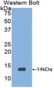 UCN2 / SRP Antibody (aa20-112)