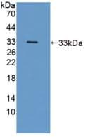 ICAM3 / CD50 Antibody (aa259-491)