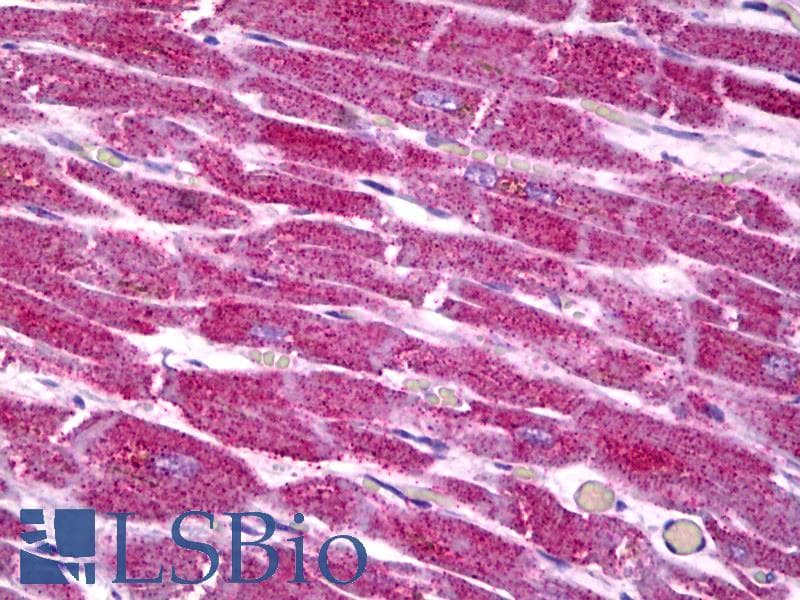 IHC-plus™ COX7A2 Antibody (aa1-50)