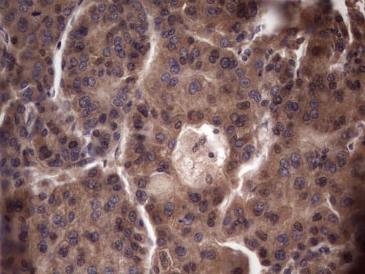 UFD1L Antibody (clone OTI7C9)