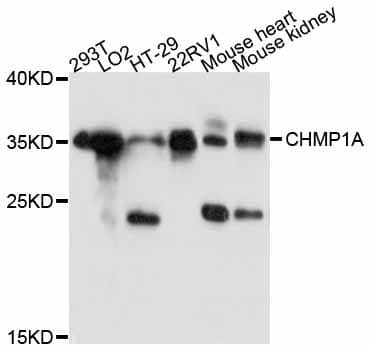 CHMP1A Antibody
