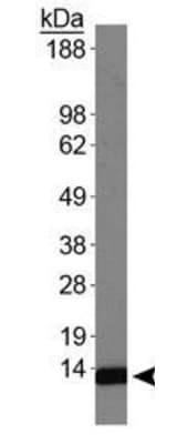HIST4H4 Antibody (Me2-Lys20)
