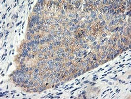 EIF2B3 Antibody (clone OTI1D6, Carrier-free)