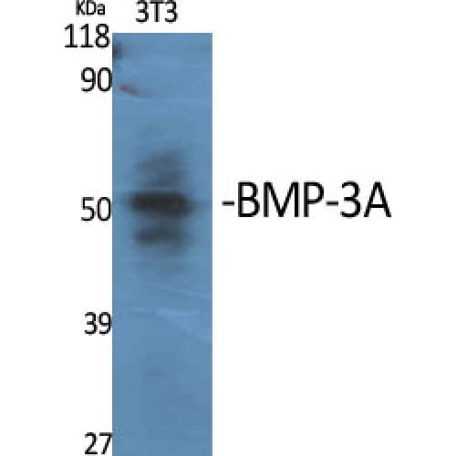 Polyclonal Rabbit anti-Human BMP3 Antibody (250-330 aa, Internal, WB)