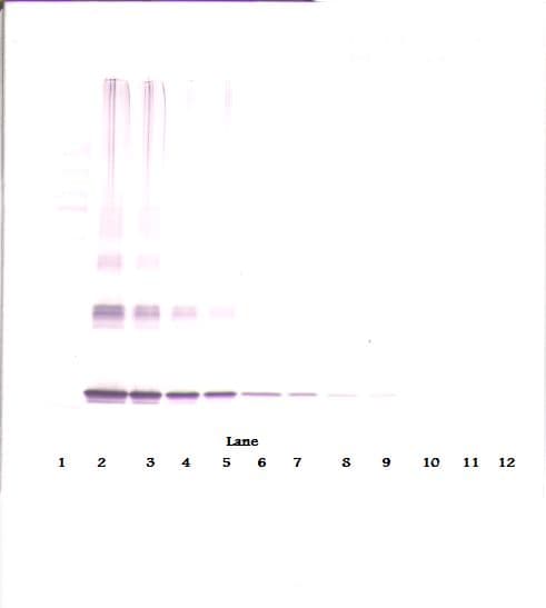 Monoclonal Rat anti-Mouse IL-10 Antibody (clone 15B9-1-2, WB)