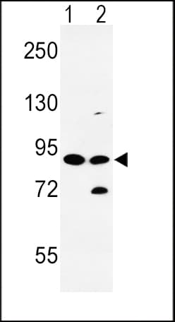 SLC8A1 / NCX1 Antibody (aa296-325)