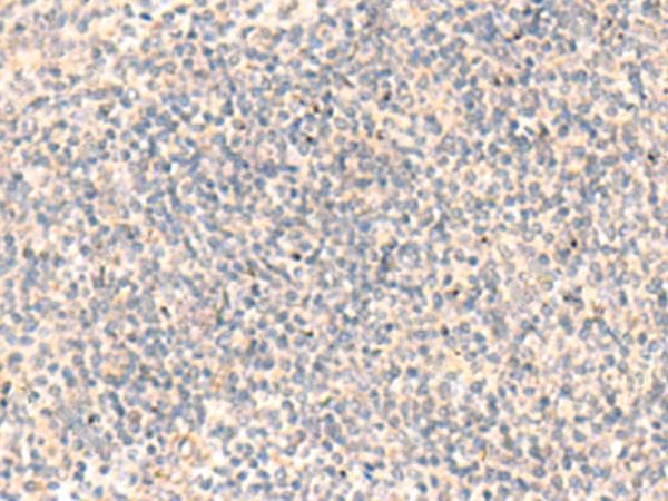 ADAMTS2 Antibody