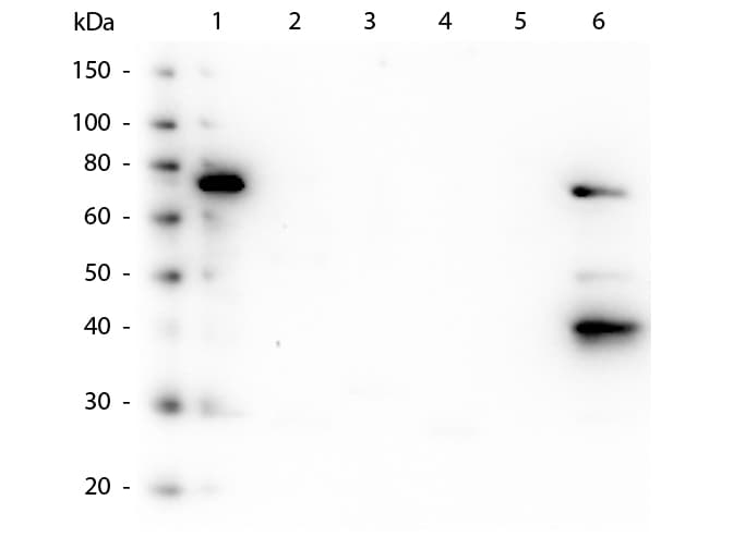 Mouse Anti-Human IgM Secondary Antibody (clone 22G1.H8)
