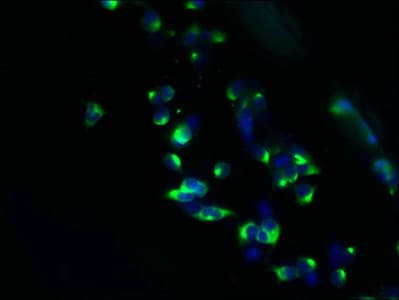 TMEM63A Antibody