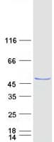 Human PA2G4 / EBP1 Protein (Recombinant Myc-DDK (Flag))