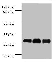 BCL10 / BCL-10 Antibody (aa1-233)