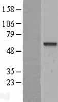 PALS2 / MPP6 Protein (Over-Expression Lysate Myc-DDK (Flag))