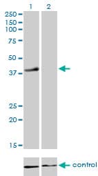 RFC4 Antibody (clone 1C12)