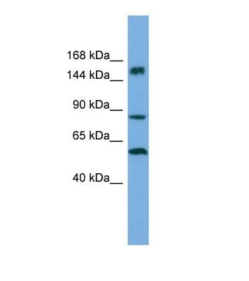 HERC3 Antibody (aa251-300)