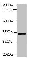 SOX2 Antibody