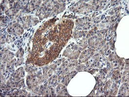 DNM1L / DRP1 Antibody (clone OTI4F6)