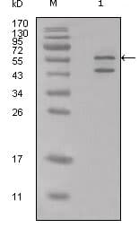 CALR3 Antibody