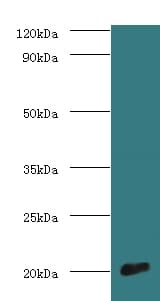 COXIV / COX4 Antibody (HRP)