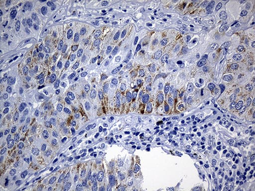 Monoclonal Mouse anti-Human NDUFA4L2 Antibody (clone OTI2E7, Carrier-free, IHC, WB)